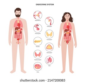 Endocrine system in human body. Adrenal glands, thyroid, parathyroid and pancreas in male and female silhouette. Pineal and pituitary glands in brain. Complex network of organs vector illustration.