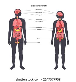 Endocrine system in human body. Adrenal glands, thyroid, parathyroid and pancreas in male and female silhouette. Pineal and pituitary glands in brain. Complex network of organs vector illustration.