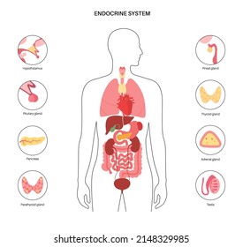 Endocrine system in human body. Adrenal glands, thyroid, parathyroid, testes and pancreas in male silhouette. Pineal and pituitary glands in brain. Complex network of organs flat vector illustration.