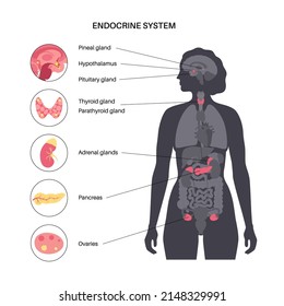 Endocrine system in human body. Adrenal glands, thyroid, parathyroid, ovary and pancreas in female silhouette. Pineal and pituitary glands in brain. Complex network of organs flat vector illustration