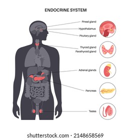 Endocrine system in human body. Adrenal glands, thyroid, parathyroid, testes and pancreas in male silhouette. Pineal and pituitary glands in brain. Complex network of organs flat vector illustration.