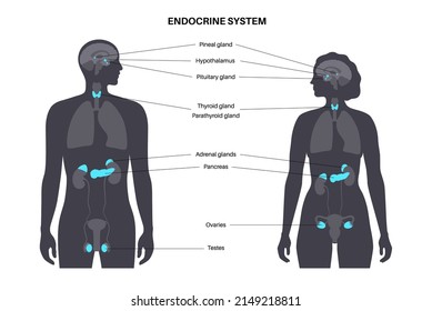 Endocrine system in human body. Adrenal glands, thyroid, parathyroid and pancreas in male and female silhouette. Pineal and pituitary glands in brain. Complex network of organs vector illustration.