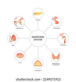 Endocrine system in human body. Adrenal glands, thyroid, parathyroid and pancreas. Testes and ovaries. Pineal and pituitary glands in brain. Coordination of metabolism, energy level and reproduction.