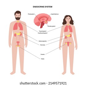 Sistema endocrino en el cuerpo humano. Glándulas adrenales, tiroides, paratiroides y páncreas en silueta masculina y femenina. Glándulas pineales y pituitarias en el cerebro. Red compleja de la ilustración vectorial de órganos.