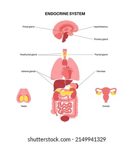 Endocrine system in human body. Adrenal glands, thyroid, parathyroid and pancreas. Testes and ovaries. Pineal and pituitary glands in brain. Coordination of metabolism, energy level and reproduction.