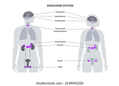 Endocrine system in human body. Adrenal glands, thyroid, parathyroid and pancreas in male and female silhouette. Pineal and pituitary glands in brain. Complex network of organs vector illustration.