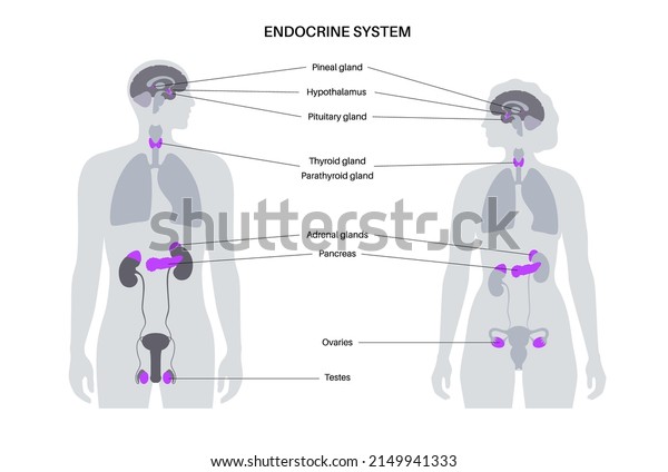 Endocrine system in human body. Adrenal\
glands, thyroid, parathyroid and pancreas in male and female\
silhouette. Pineal and pituitary glands in brain. Complex network\
of organs vector\
illustration.