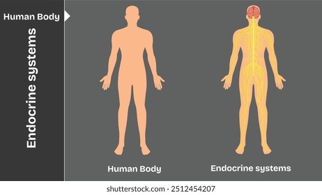 Endokrines System, Interne Organe des menschlichen Körpers zirkulatorische Nerven- und Skelettsysteme Anatomie und Physiologie flache pädagogische Vektorgrafik