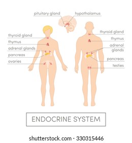 The endocrine system of a human. Cartoon vector illustration for medical atlas or educational textbook. Male and female physiology.