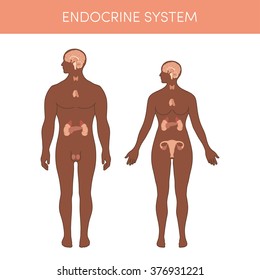 The endocrine system of a human. Cartoon vector illustration for medical atlas or educational textbook. Physiology of a black male and female.
