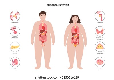 Endocrine system in human obese body. Adrenal glands, thyroid, parathyroid and pancreas in male and female silhouette. Pineal and pituitary glands in the brain. Network of organs vector illustration.