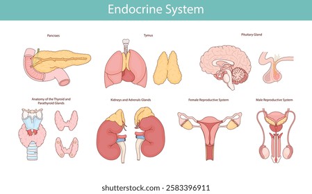 Endocrine system. Illustration of human organs
