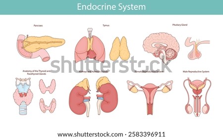 Endocrine system. Illustration of human organs

