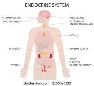 Endocrine system. Medical vector illustration.