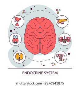 Endocrine system organ. Human gland function. Pancreas, pituitary, adrenal and thyroid gland. Human hormones secretion and balance. Metabolism regulation. Flat vector illustration