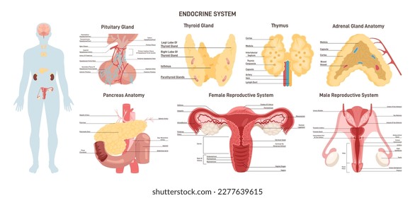 Órganos del sistema endocrino. Infografía educativa sobre anatomía humana. Silueta de persona adulta con órganos internos y glándulas. Ilustración vectorial plana