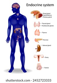 Endokrines System.  Nebenschilddrüsen, Schilddrüse, Hypophyse, Zirbeldrüse, Nebenniere, Hypothalamus, Hoden, Eierstöcke, Bauchspeicheldrüse, Thymus.