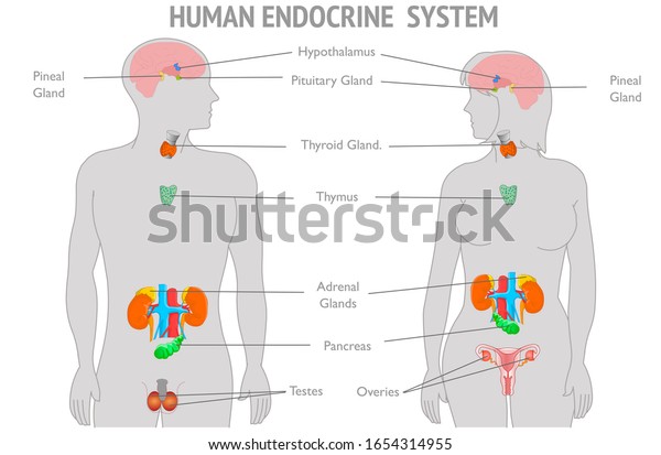 Endocrine system parts diagram. explanations.\
Human Woman man gray body infographic. Hormones Hypothalamus\
Pituitary Gland Thyroid Adrenals Pineal Reproductive organs Ovaries\
Testes  White back\
Vector