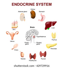 Endocrine system (pituitary gland, pineal gland, testicle, ovary, pancreas, thyroid, thymus, adrenal gland and other).