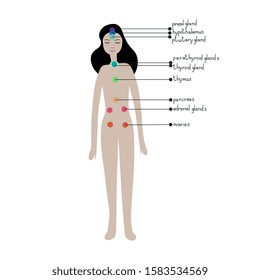 Endocrine system simple vector illustration