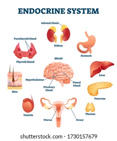 Endocrine system vector illustration. Inner hormonal organ educational scheme. Medical diagram with glands and hormone brain parts. Collection with liver, pancreas, thymus and testicles as regulators.