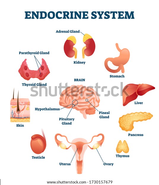 Endocrine system vector illustration. Inner\
hormonal organ educational scheme. Medical diagram with glands and\
hormone brain parts. Collection with liver, pancreas, thymus and\
testicles as\
regulators.