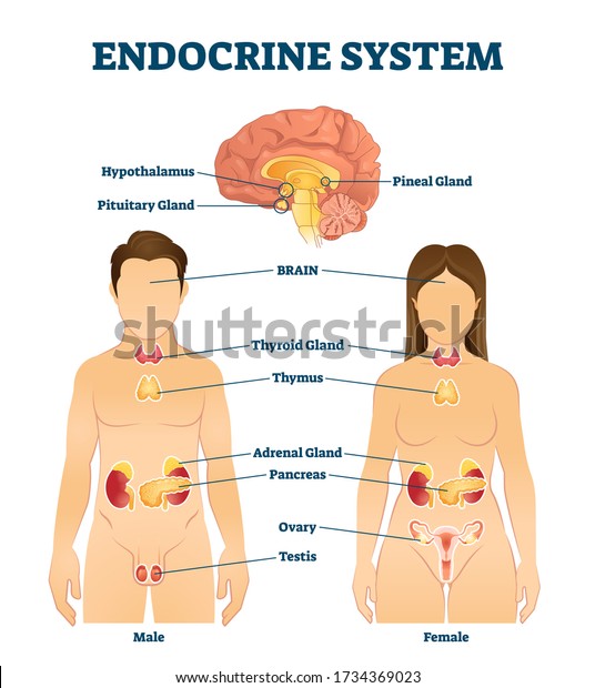 Endocrine system vector illustration. Labeled\
hormone release glands scheme. Educational diagram with thyroid,\
adrenal, thymus, pancreas, ovary and testis. Regulation system with\
hypothalamus center.