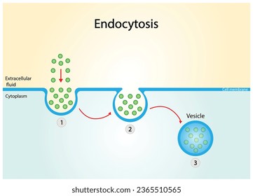 Endocytosis, cell transport, molecules are transported to the cell. Vector illustration.