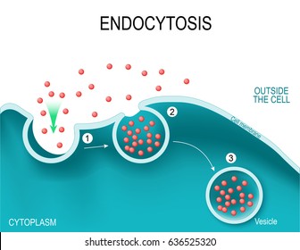 Endocytosis. The cell transports proteins into the cell.
