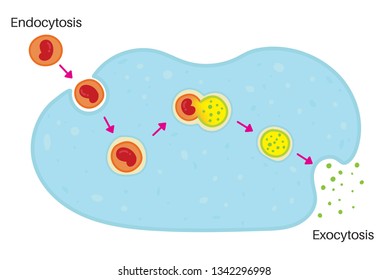 Endocytosis Exocytosis Stock Vector Royalty Free