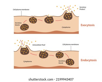 Endocitosis, exocitosis. La célula transporta proteínas a la célula