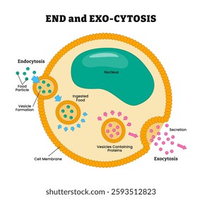 Endocytosis and Exocytosis process diagram poster design, labeled food particle, vesicle formation, ingested food, cell membrane, protein, secretion. vector illustration.