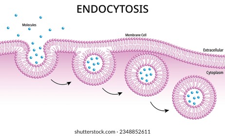 Endocytosis - Process Cells Absorb External Material Molecule by Engulfing it with the Cell Membrane - Medical Vector Illustration