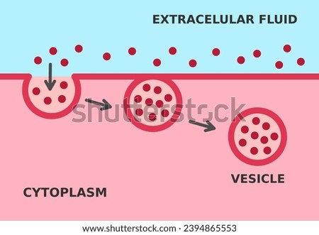 Endocytosis process. Cellular mechanism in which substances are brought into the cell. The material is surrounded by cell membrane to form a vesicle containing ingested material. Vector illustration. 