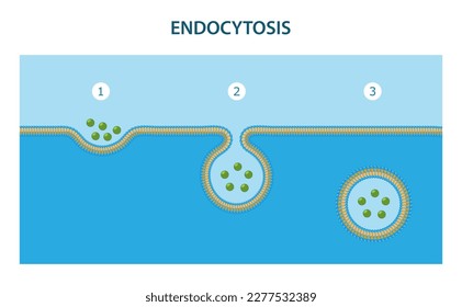 Endozytose ist der Prozess, bei dem Stoffe in die Zelle eingebracht werden.