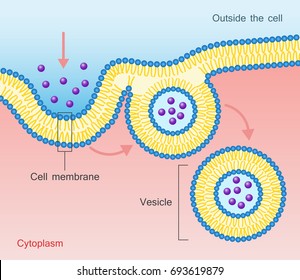 1,944 Plasma membrane Images, Stock Photos & Vectors | Shutterstock