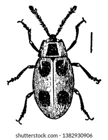 Endomychus Coccineus often mistaken for a ladybug, vintage line drawing or engraving illustration.