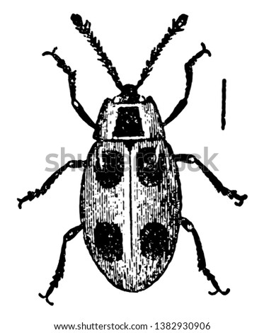 Endomychus Coccineus often mistaken for a ladybug, vintage line drawing or engraving illustration.