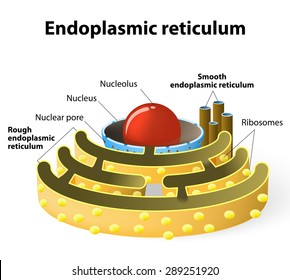 Featured image of post Simple Drawing Of Endoplasmic Reticulum This type of er is especially prominent in certain kinds of cells like hepatocytes where active protein