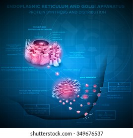 Endoplasmic reticulum and Golgi Apparatus. Protein synthesis and distribution detailed drawing abstract blue scientific background
