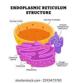 Endoplasmic reticulum structure anatomy, education poster design, labeled nuclear pore, nuclear envelope, cisternal space, cisternae, ribosome, rough and smooth endoplasmic reticulum vector.