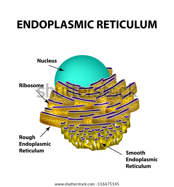 Reticulum Labeled Vector Illustration Scheme Anatomical