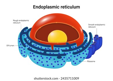 Endoplasmic Reticulum structure vector. Rough endoplasmic reticulum and Smooth endoplasmic reticulum. 