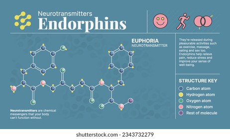 Endorphins Neurotransmitter Hormone Chemical  Structure -A Visual Vector Infographic Design