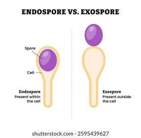 Endospore and Exospore difference comparison, present within or outside the cell, dormant, tough, and non-reproductive structure. Reproductive cells produce bacteria, fungi, and algae.