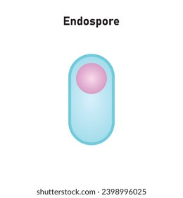 Endospore Structure Scientific Design. Vector Illustration.