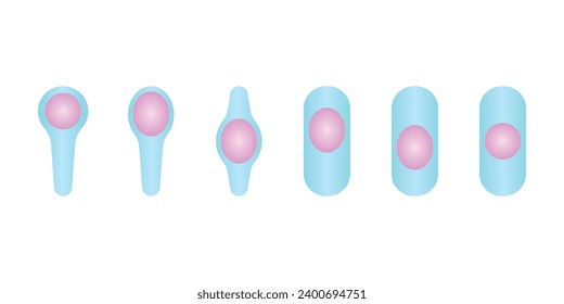 Endospore Types Structure Scientific Design. Vector Illustration.