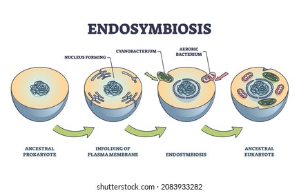 Endosymbiosis process stages with symbiotic living organisms outline diagram. Labeled educational biological evolution theory steps with ancestral prokaryote evolving and eukaryote vector illustration