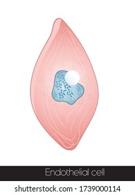 Endothelial Cell Of Blood Vessel Structure Illustration. 