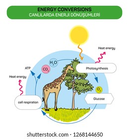 ENERGY CONVERSIONS Vector